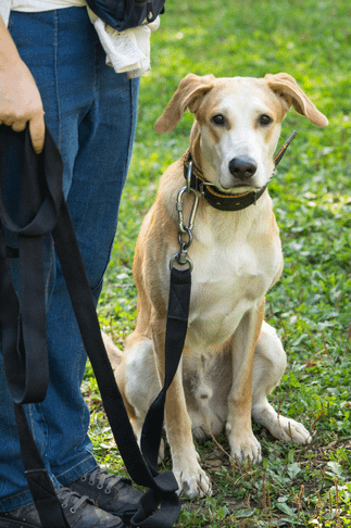 Erin Boetzer Dog Training and Boarding Erin Boetzer Dog Training and Boarding