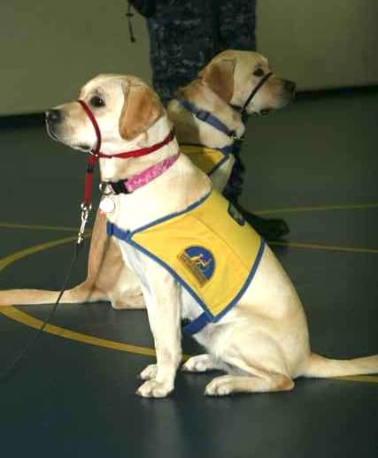 Canine Companion Puppies...Public Domain Usage Rights